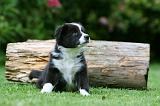 BORDER COLLIE 1254
